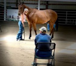 equestrian therapy