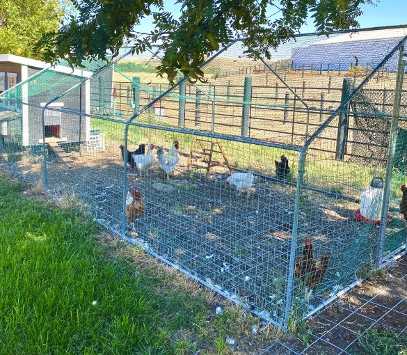 chicken coup