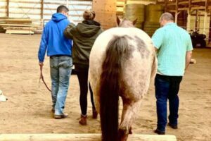 three people walking in stable with horse
